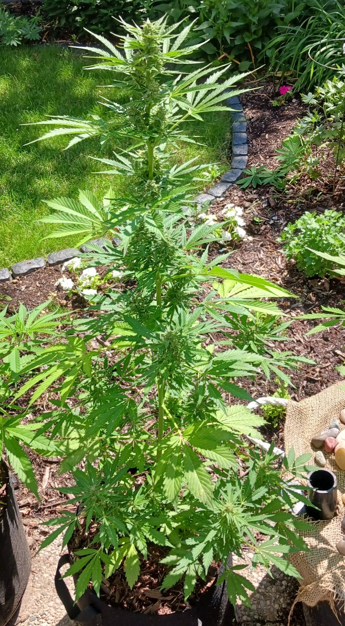 Outdoor journal 04 July 2023 CBD Lemon auto.jpg