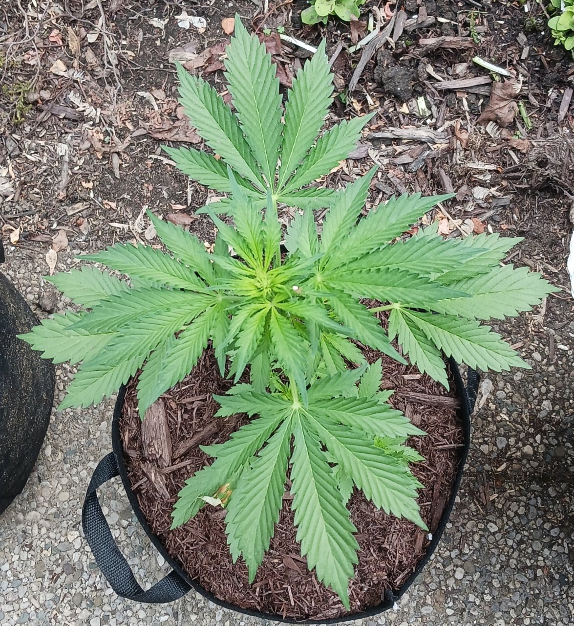 Outdoor journal 05 June 2023 CBD Lemon auto.jpg