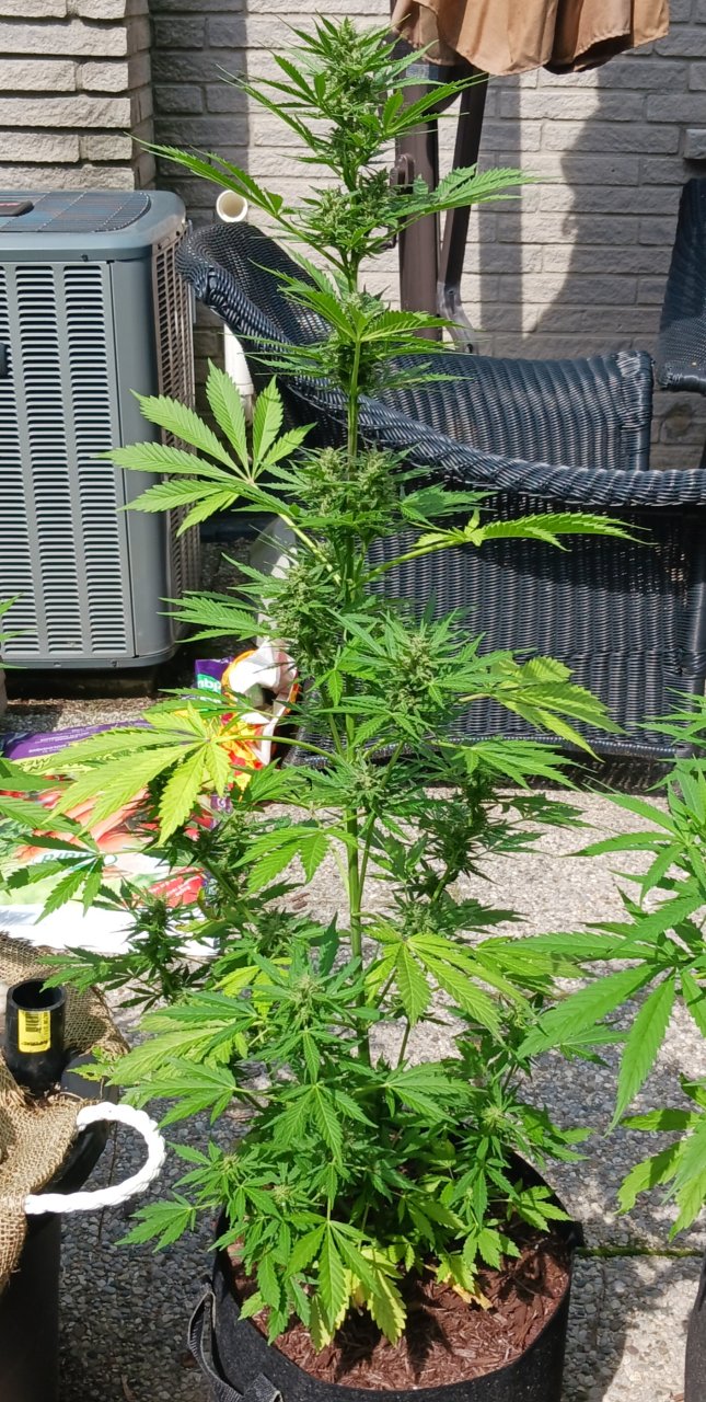 Outdoor journal 06 July 2023 CBD Lemon auto.jpg