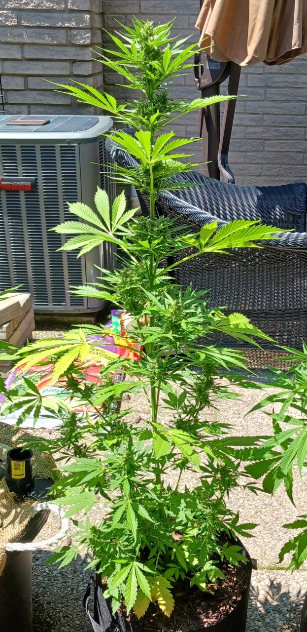 Outdoor journal 07 July 2023 CBD Lemon auto.jpg