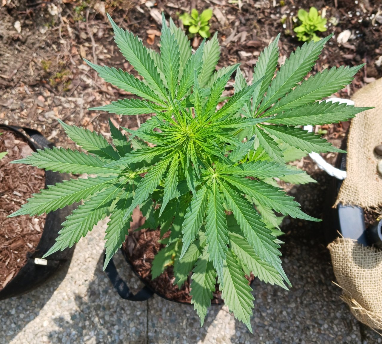 Outdoor journal 10 June 2023 CBD Lemon auto.jpg