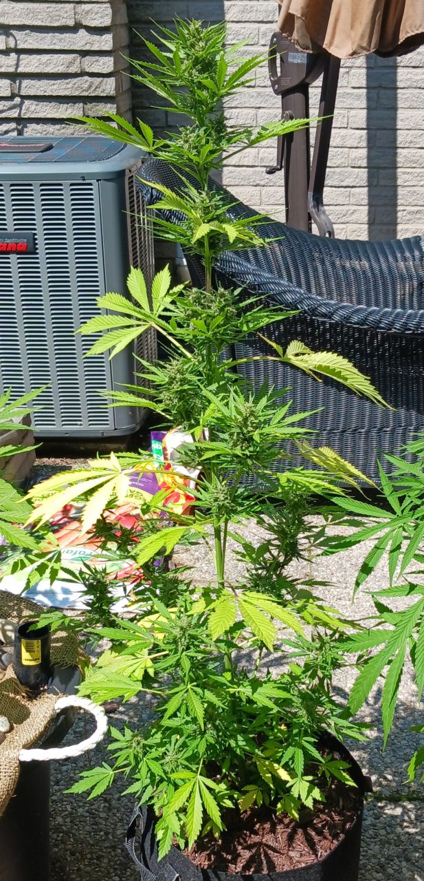 Outdoor journal 12 July 2023 CBD Lemon auto.jpg