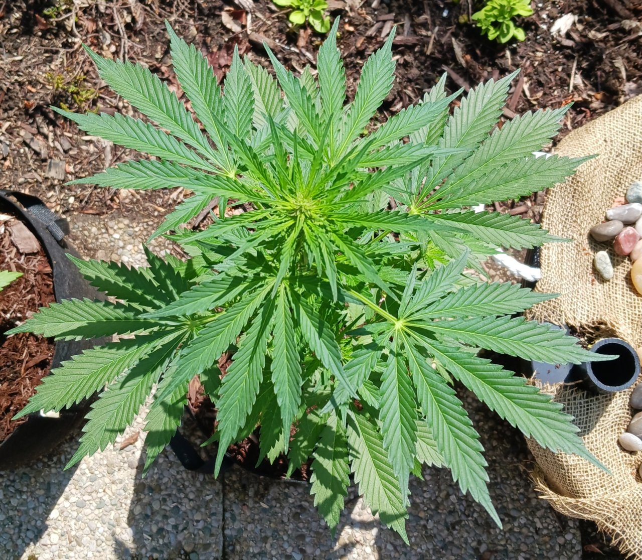 Outdoor journal 13 June 2023 CBD Lemon auto.jpg