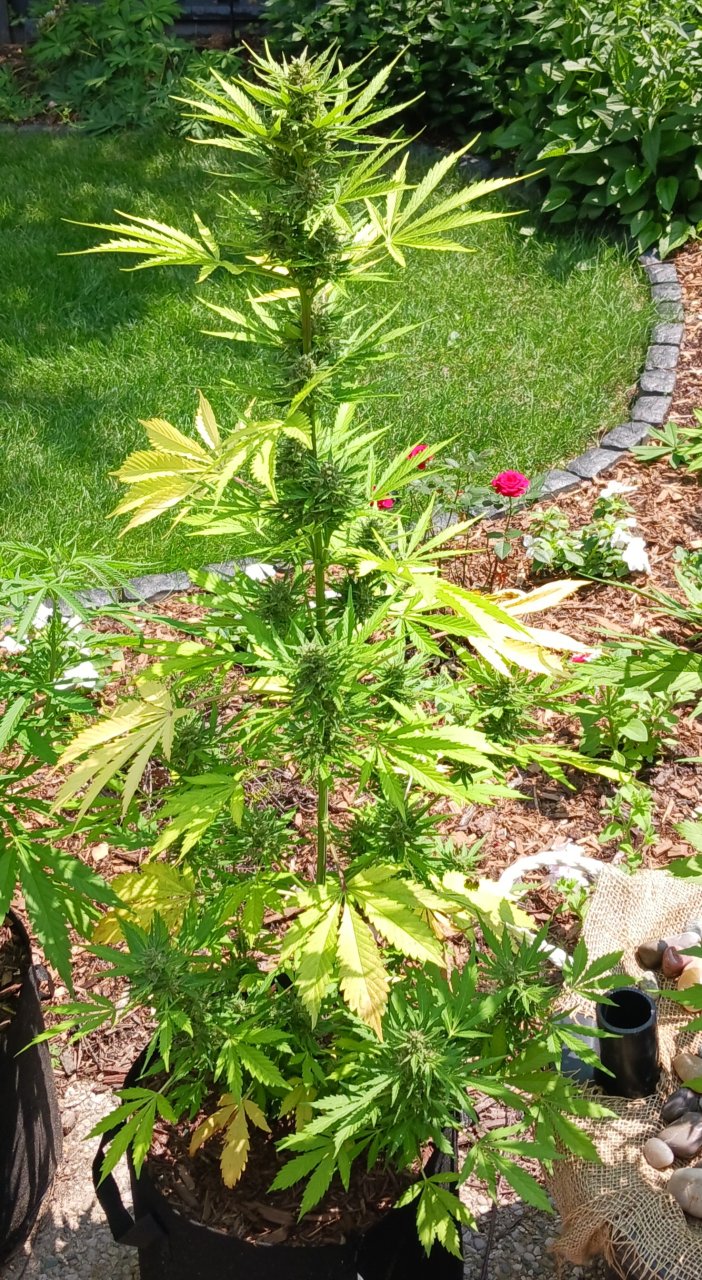 Outdoor journal 14 July 2023 CBD Lemon auto.jpg