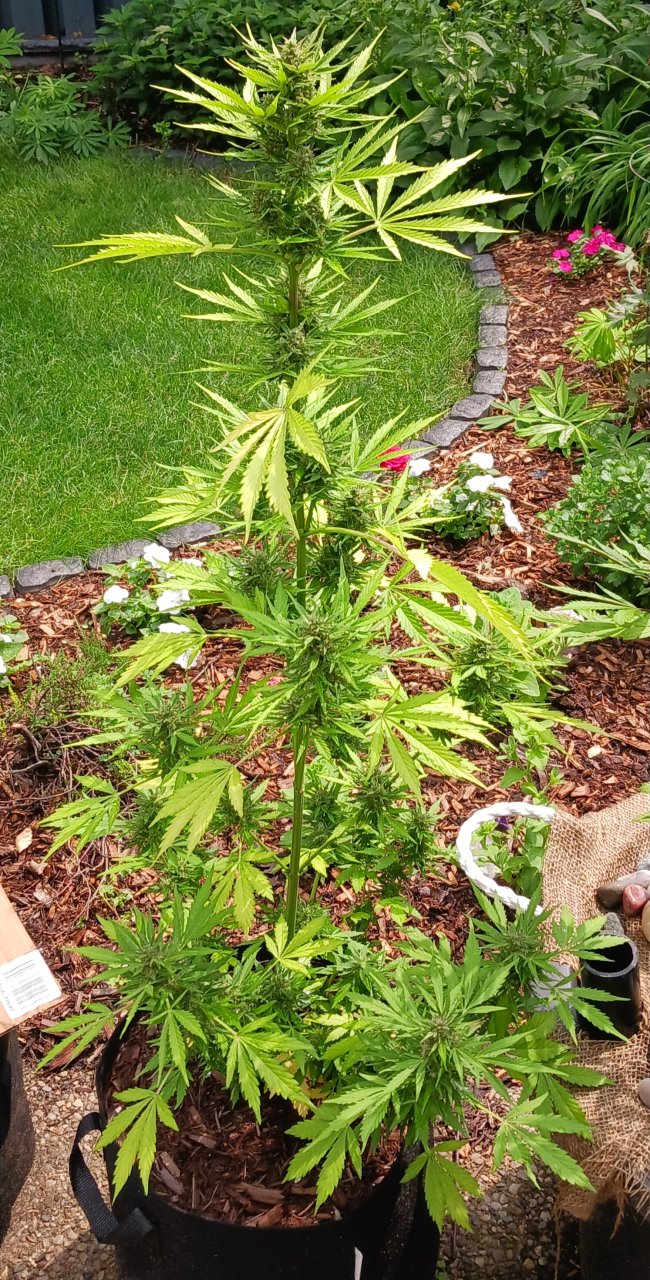 Outdoor journal 16 July 2023 CBD Lemon auto.jpg