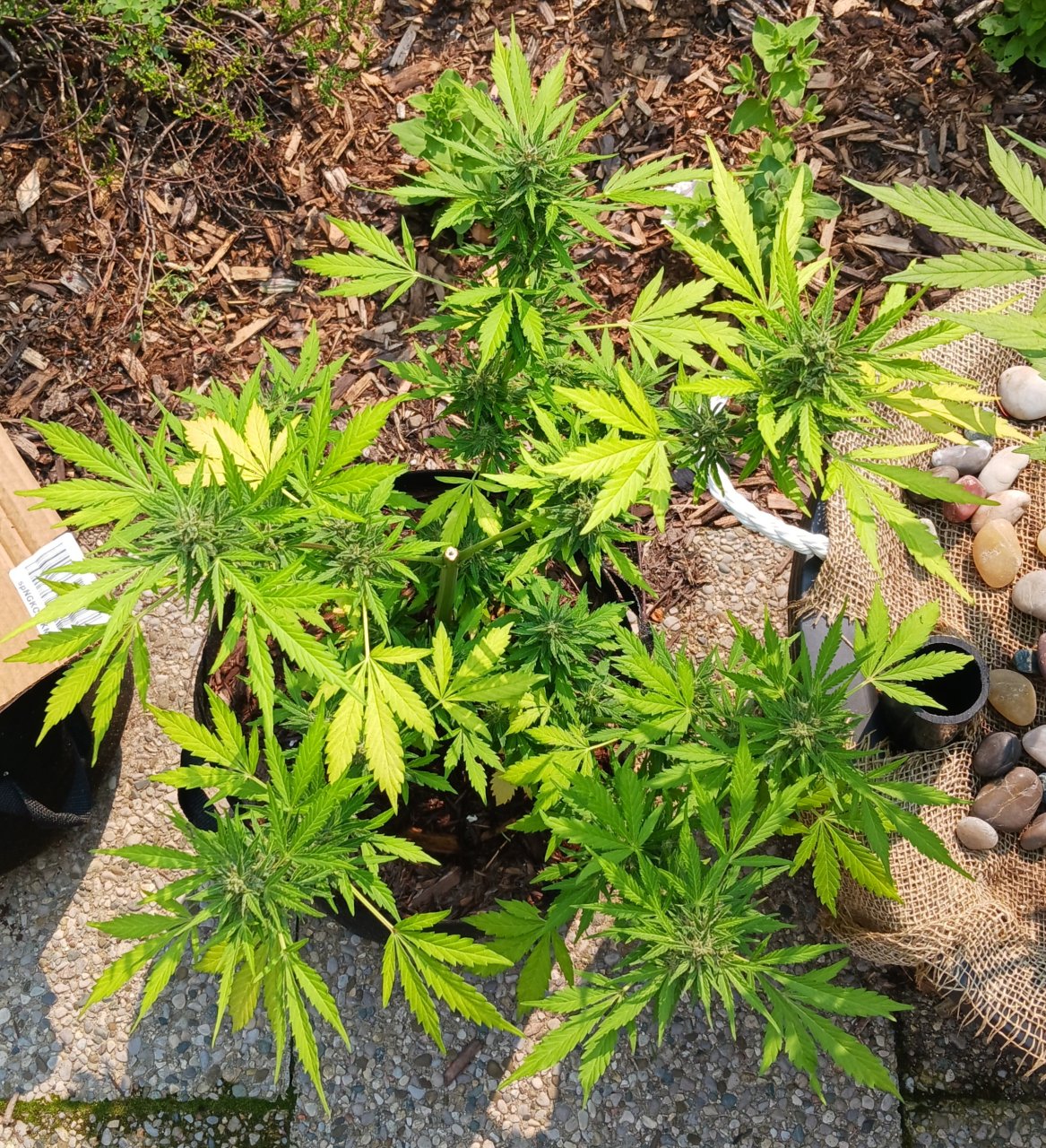 Outdoor journal 17 July 2023 CBD Lemon auto.jpg