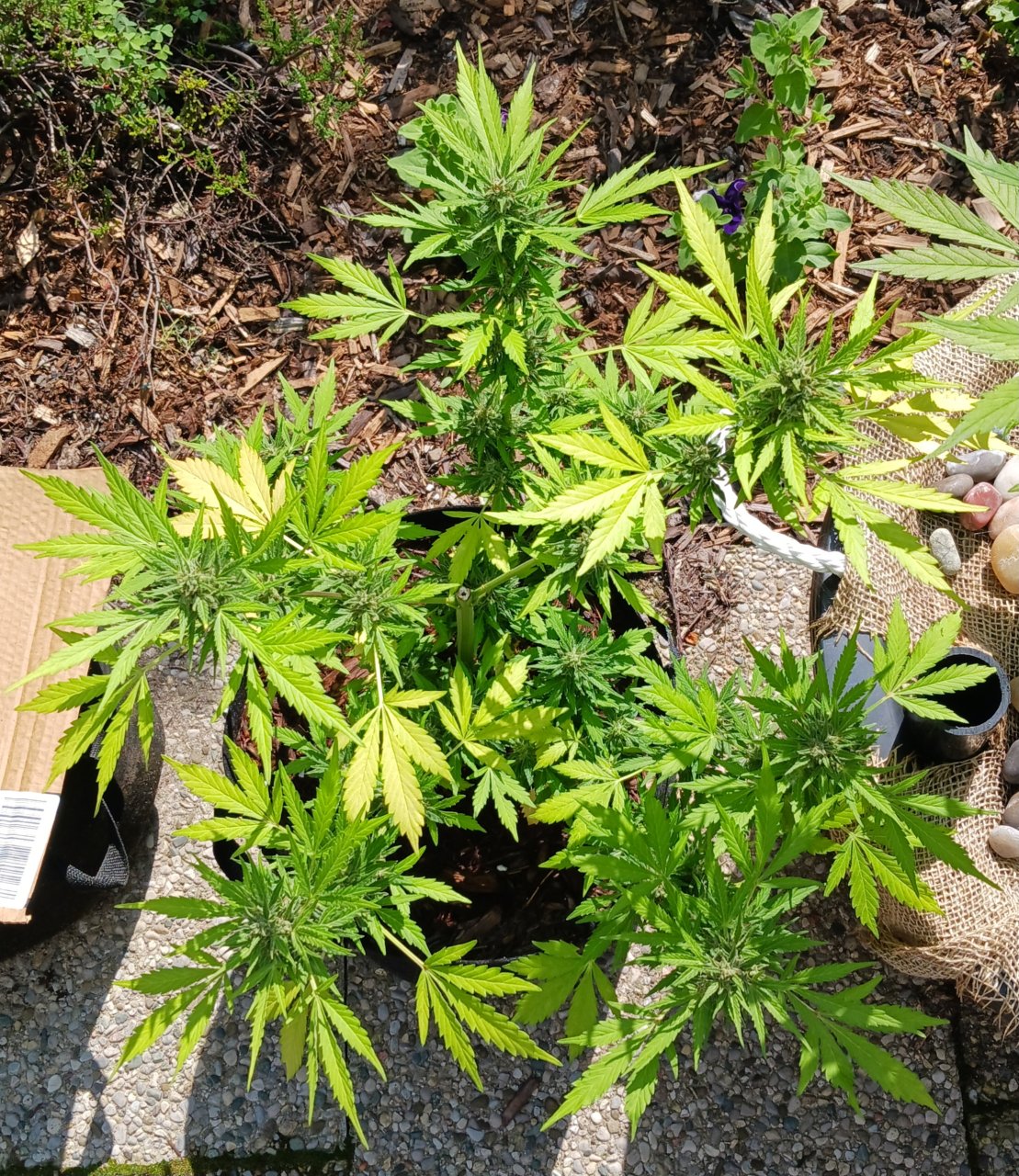 Outdoor journal 18 July 2023 CBD Lemon auto.jpg