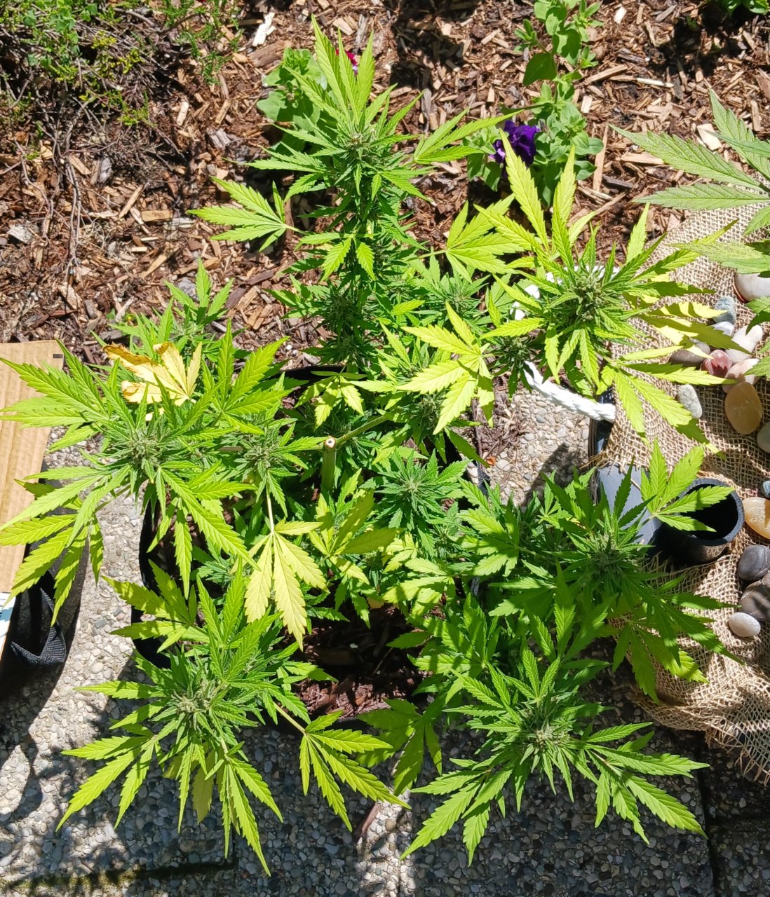 Outdoor journal 19 July 2023 CBD Lemon auto.jpg