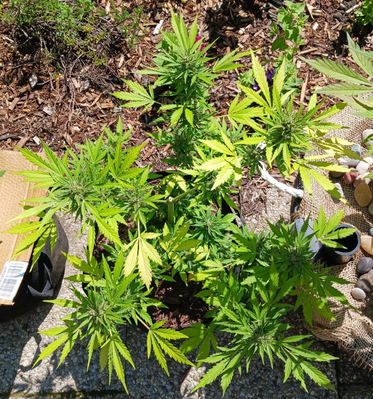 Outdoor journal 20 July 2023 CBD Lemon auto.jpg