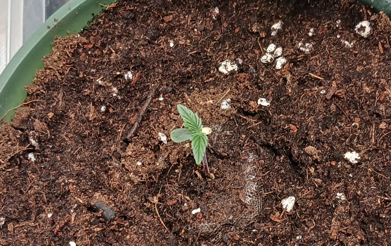 Outdoor journal 20 May 2023 Lemon OG x FAH.jpg