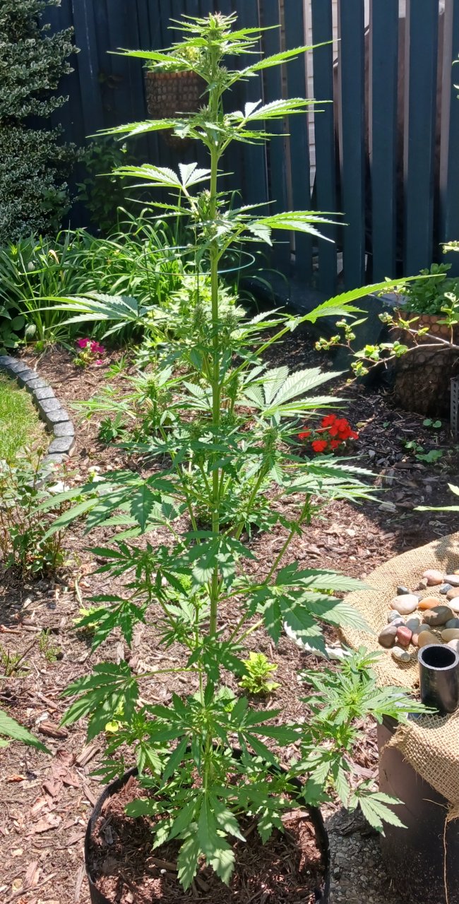 Outdoor journal 21 June 2023 CBD Lemon auto 1.jpg