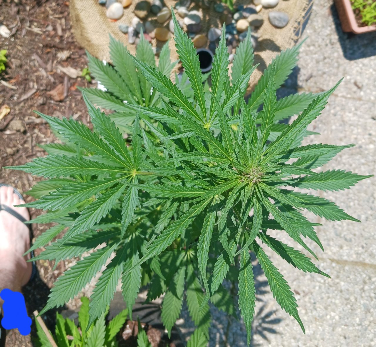 Outdoor journal 21 June 2023 CBD Lemon auto.jpg