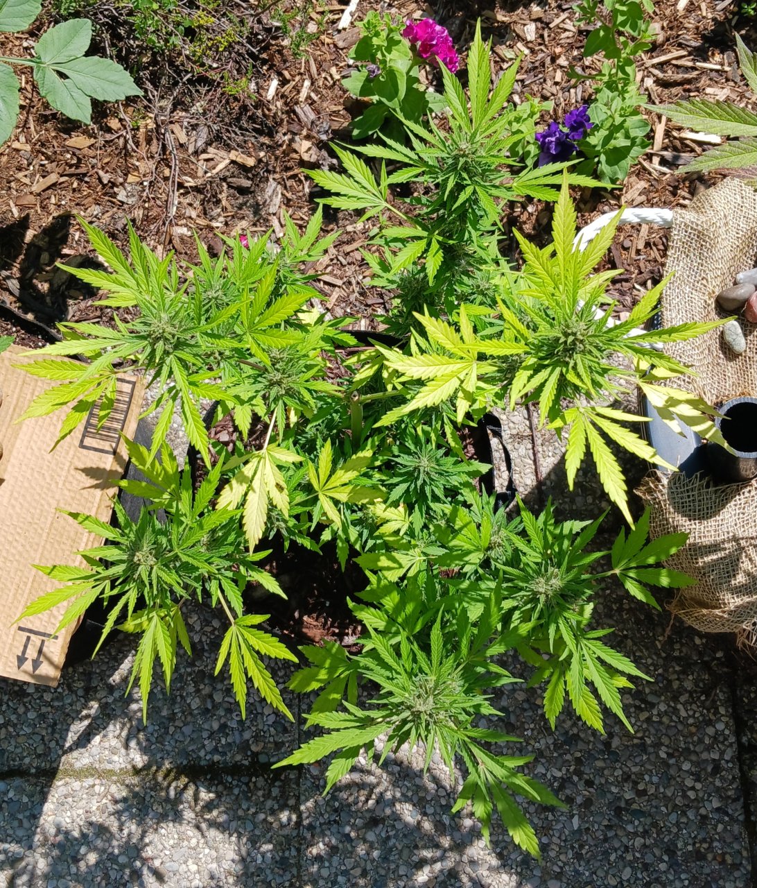 Outdoor journal 22 July 2023 CBD Lemon auto.jpg