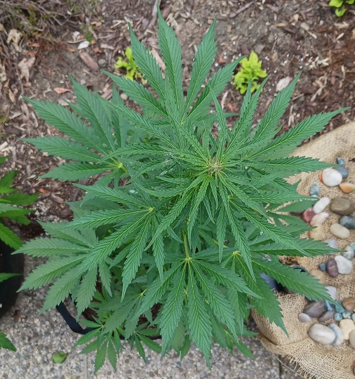 Outdoor journal 22 June 2023 CBD Lemon auto.jpg