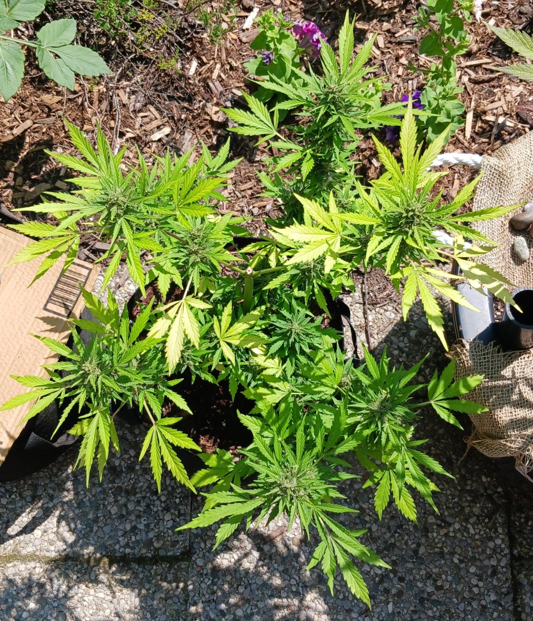 Outdoor journal 23 July 2023 CBD Lemon auto.jpg