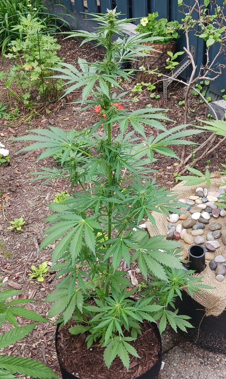 Outdoor journal 23 June 2023 CBD Lemon auto 1.jpg