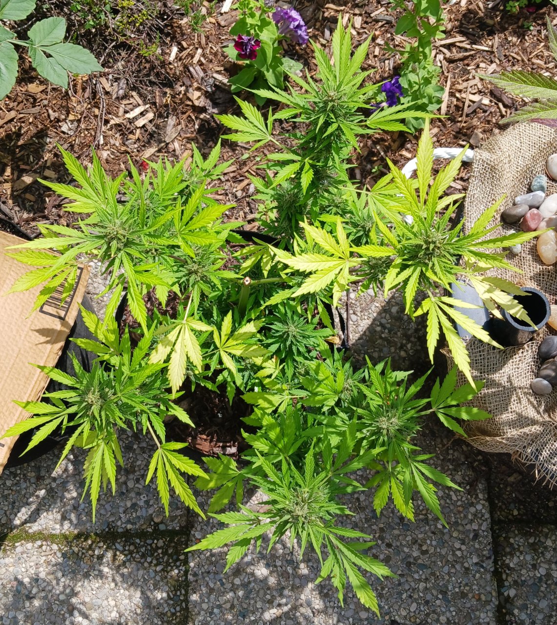 Outdoor journal 24 July 2023 CBD Lemon auto.jpg