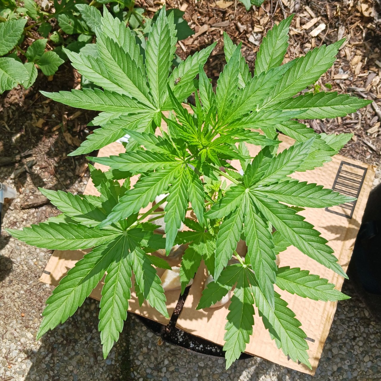 Outdoor journal 24 July 2023 Gorilla auto.jpg