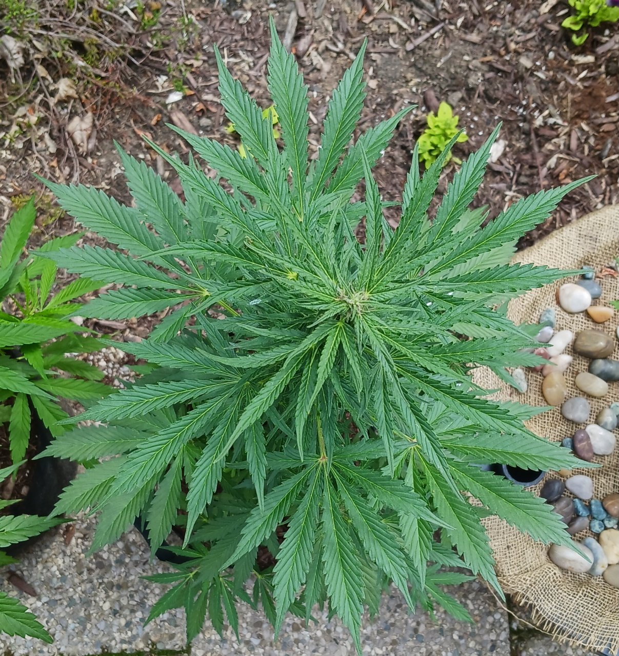 Outdoor journal 25 June 2023 CBD Lemon auto.jpg