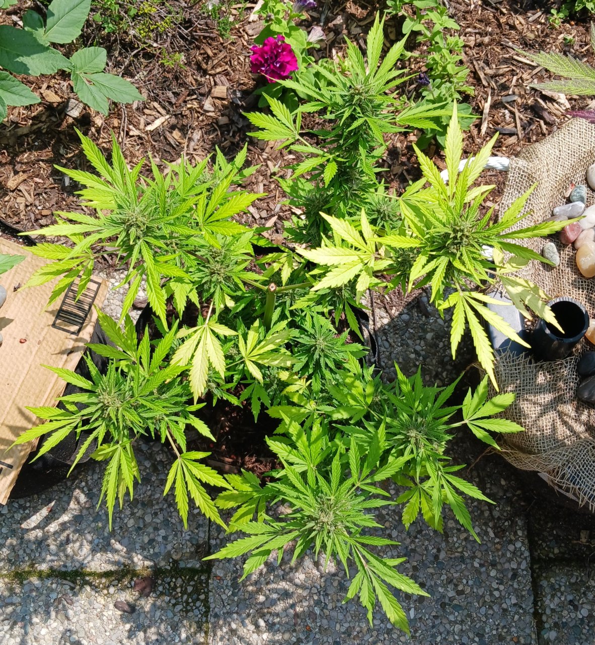 Outdoor journal 26 July 2023 CBD Lemon auto.jpg