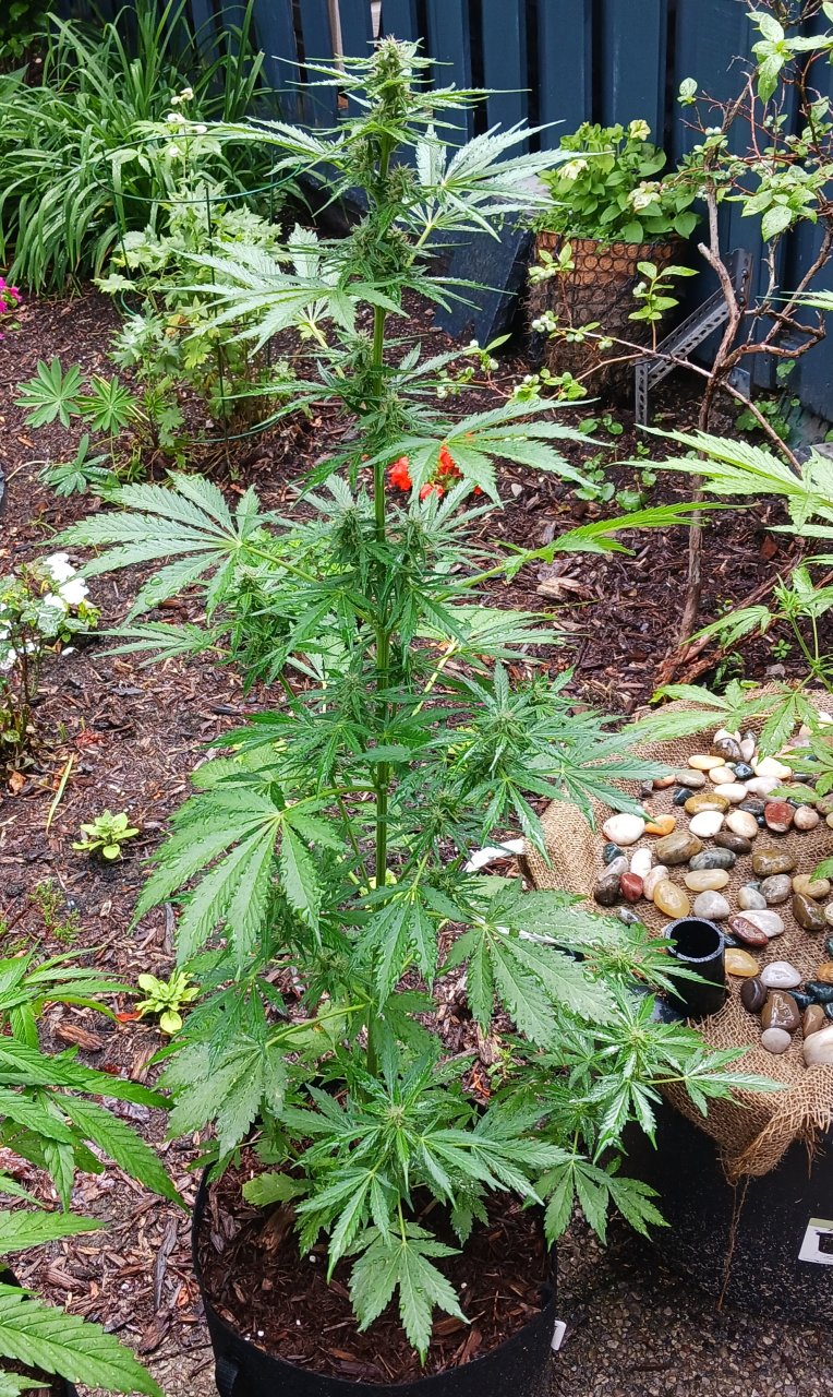 Outdoor journal 26 June 2023 CBD Lemon auto.jpg