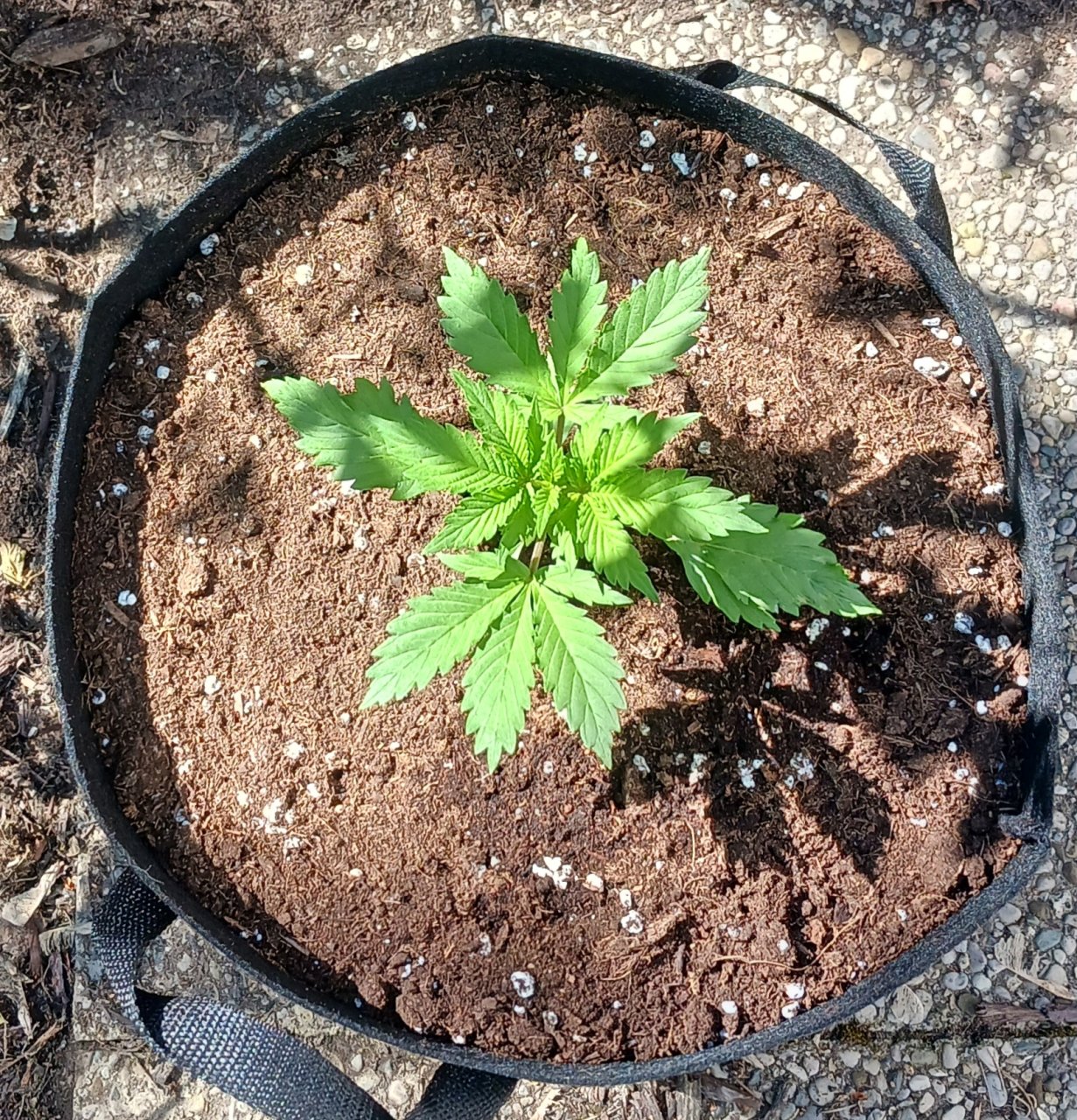 Outdoor journal 26 May 2023 CBD Lemon auto.jpg