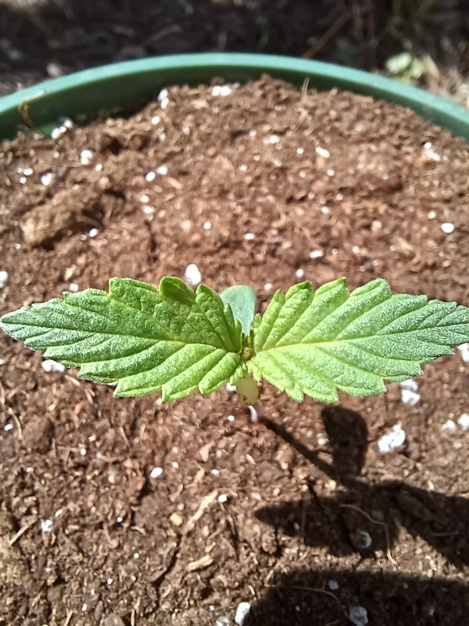 Outdoor journal 26 May 2023 Lemon OG x FAH macro.jpg