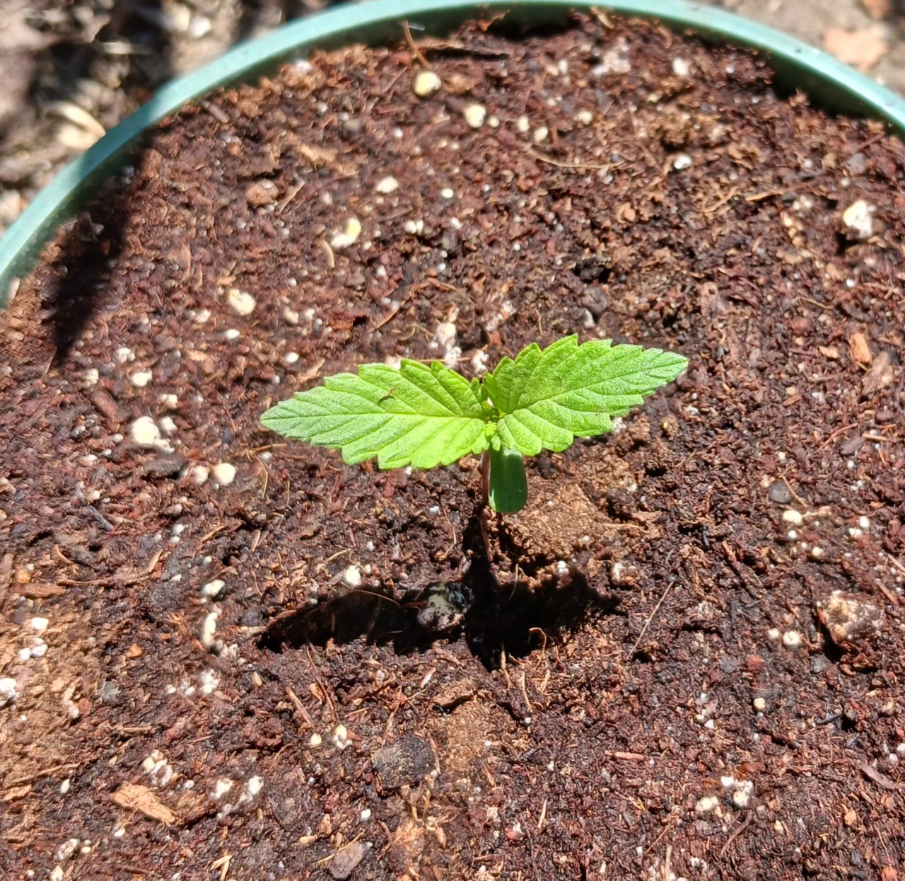 Outdoor journal 27 May 2023 Lemon OG x FAH.jpg