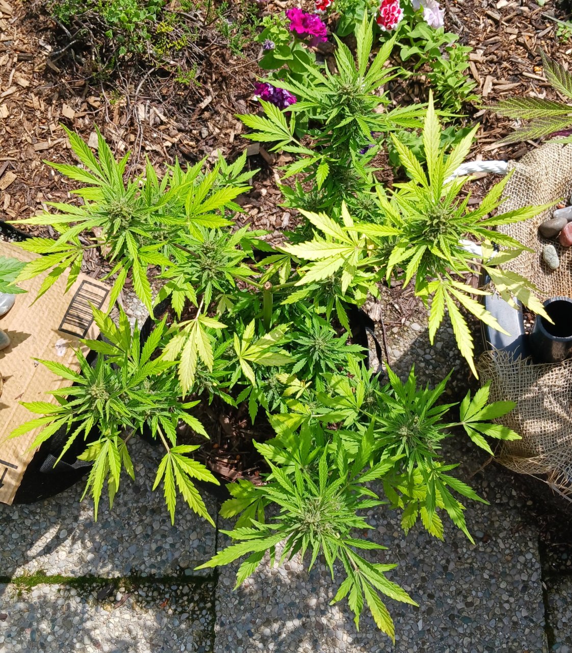 Outdoor journal 28 July 2023 CBD Lemon auto.jpg