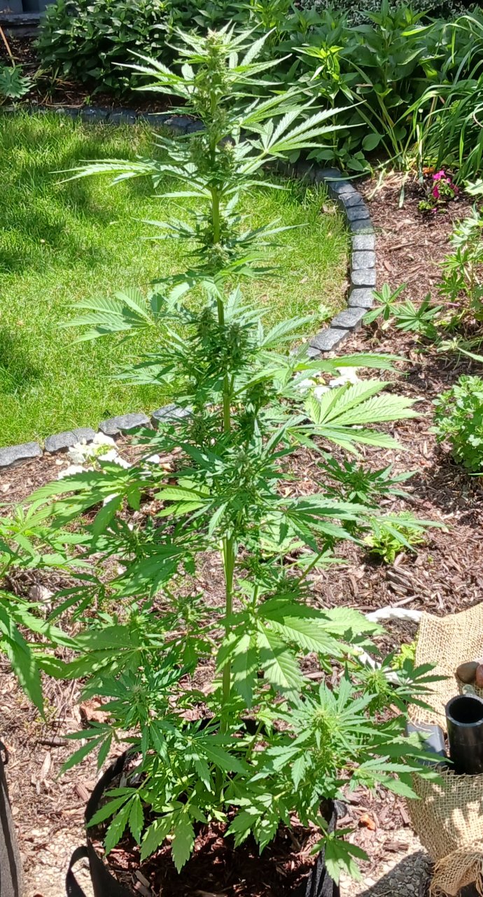 Outdoor journal 29 June 2023 CBD Lemon auto.jpg