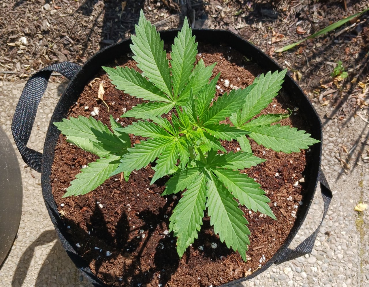 Outdoor journal 30 May 2023 CBD Lemon auto.jpg