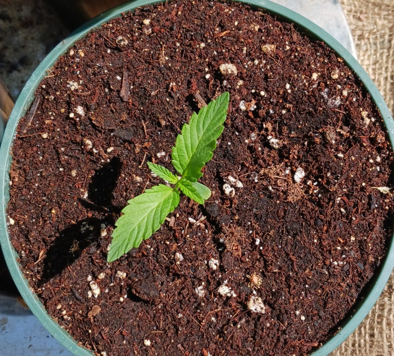 Outdoor journal 30 May 2023 Lemon OG x FAH.jpg