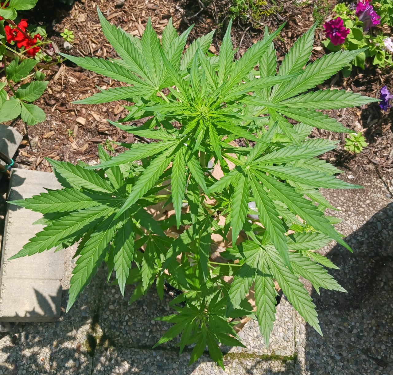 Outdoor journal 31 July 2023 Gorilla auto.jpg