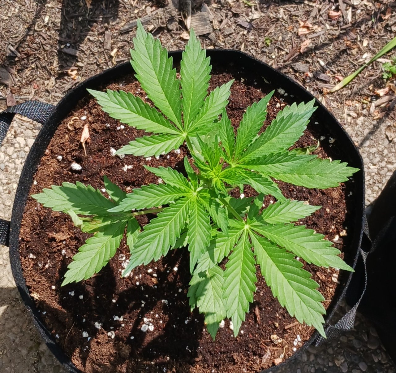 Outdoor journal 31 May 2023 CBD Lemon auto.jpg