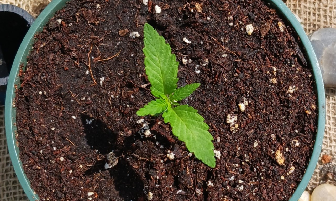 Outdoor journal 31 May 2023 Lemon OG x FAH.jpg