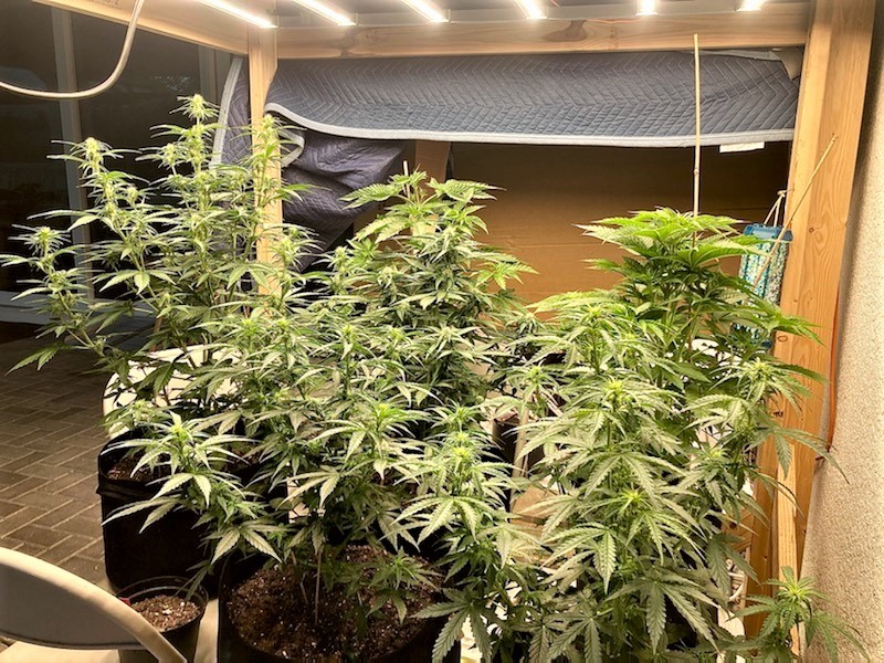 Outdoor Mars Hydro rig with big autos just starting to bud for epilogue.jpg