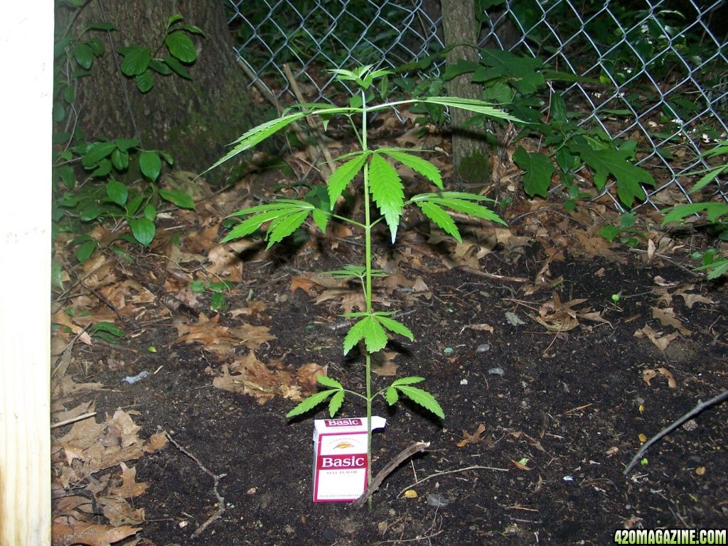 Outdoor Plant 1