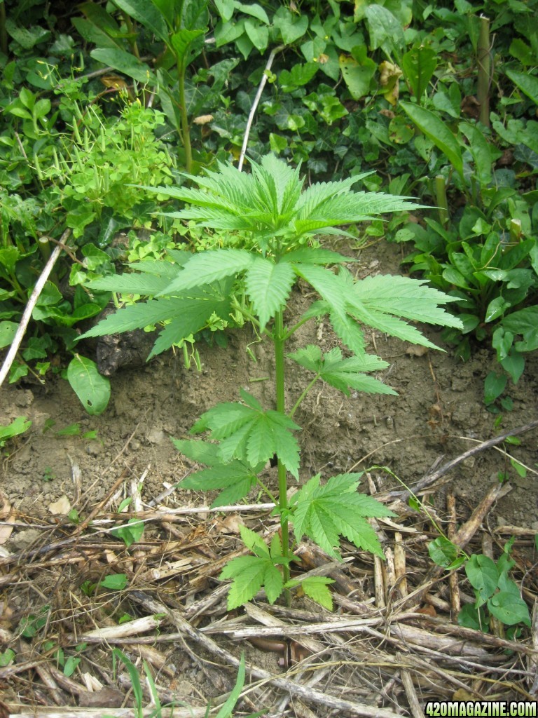 Outdoor plants / Middle veg / Guerilla / Italy