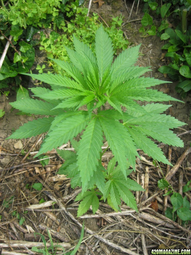 Outdoor plants / Middle veg / Guerilla / Italy