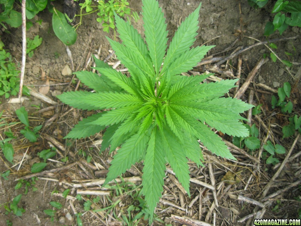 Outdoor plants / Middle veg / Guerilla / Italy