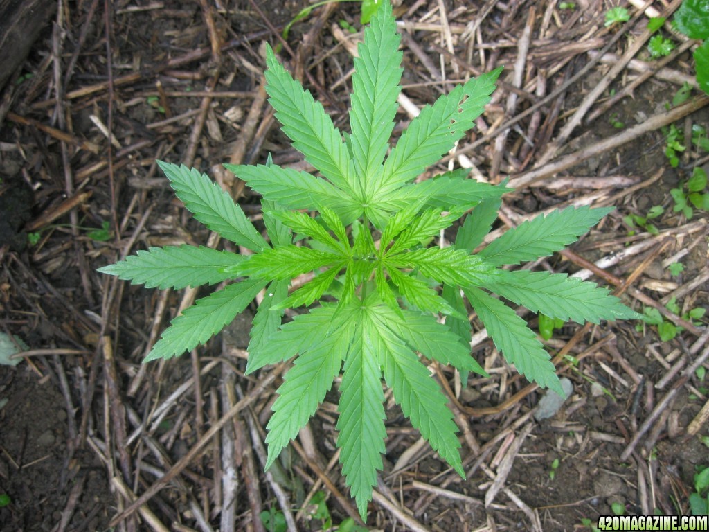 Outdoor plants / Middle veg / Guerilla / Italy