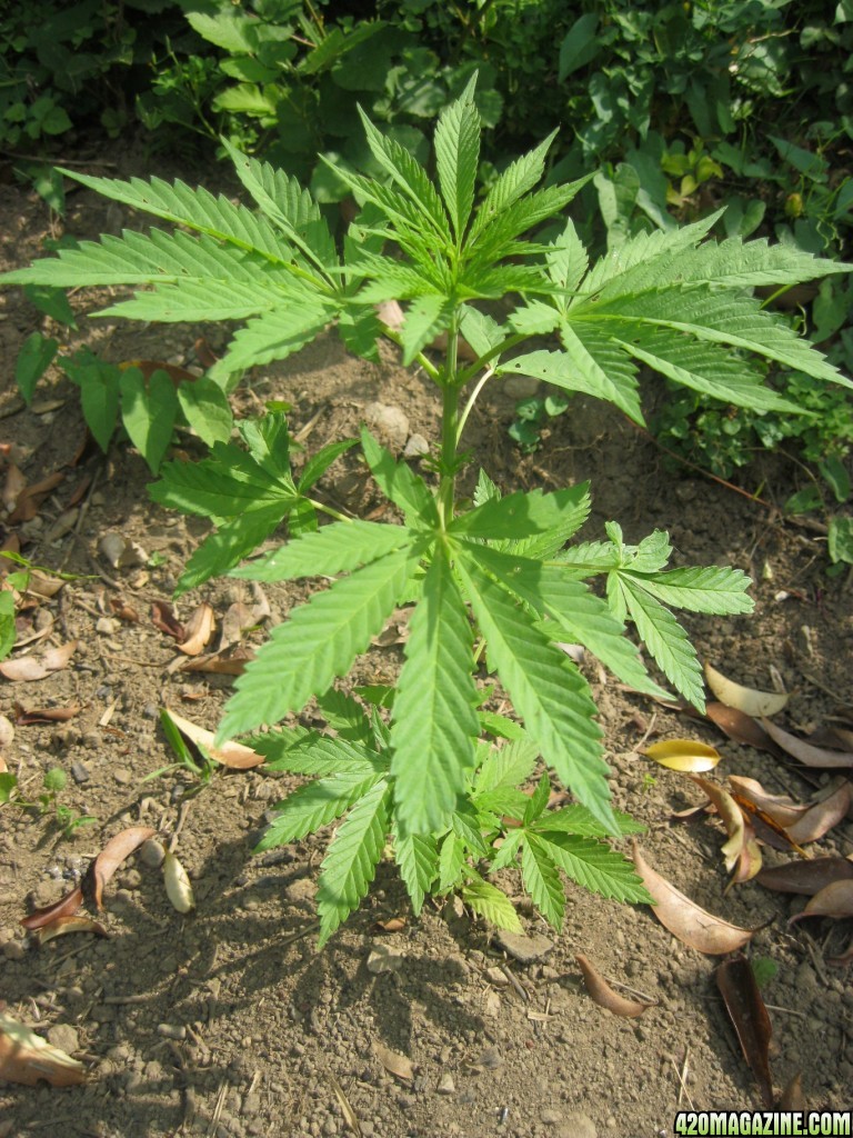 Outdoor plants / Middle veg / Guerilla / Italy