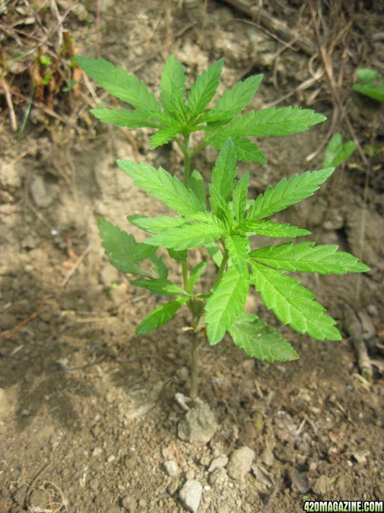 Outdoor plants / Middle veg / Guerilla / Italy