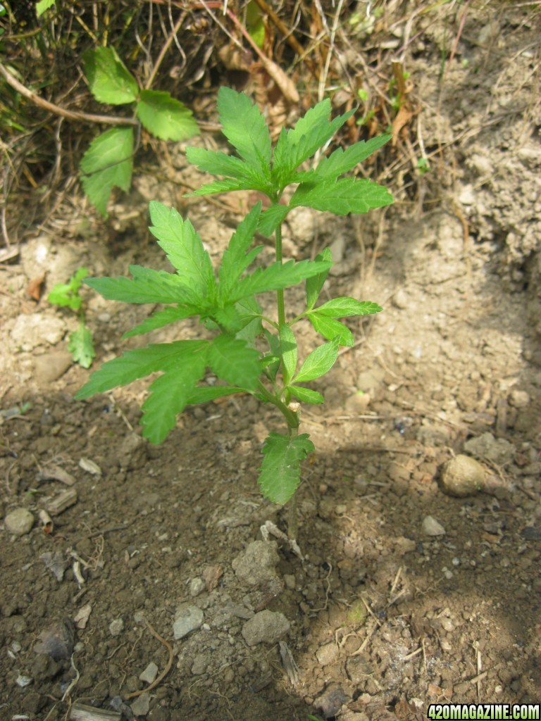 Outdoor plants / Middle veg / Guerilla / Italy