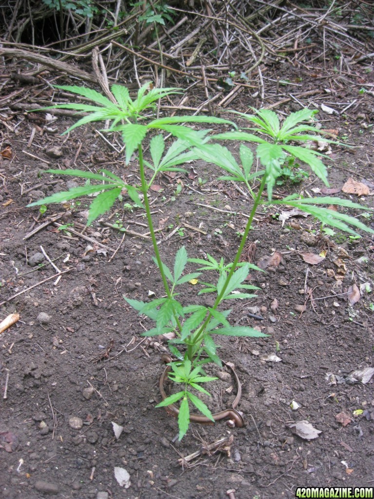 Outdoor plants / Middle veg / Guerilla / Italy