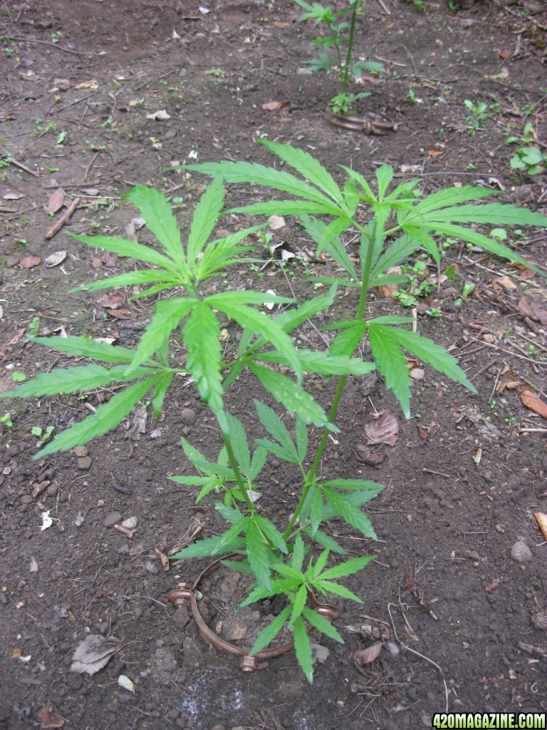 Outdoor plants / Middle veg / Guerilla / Italy