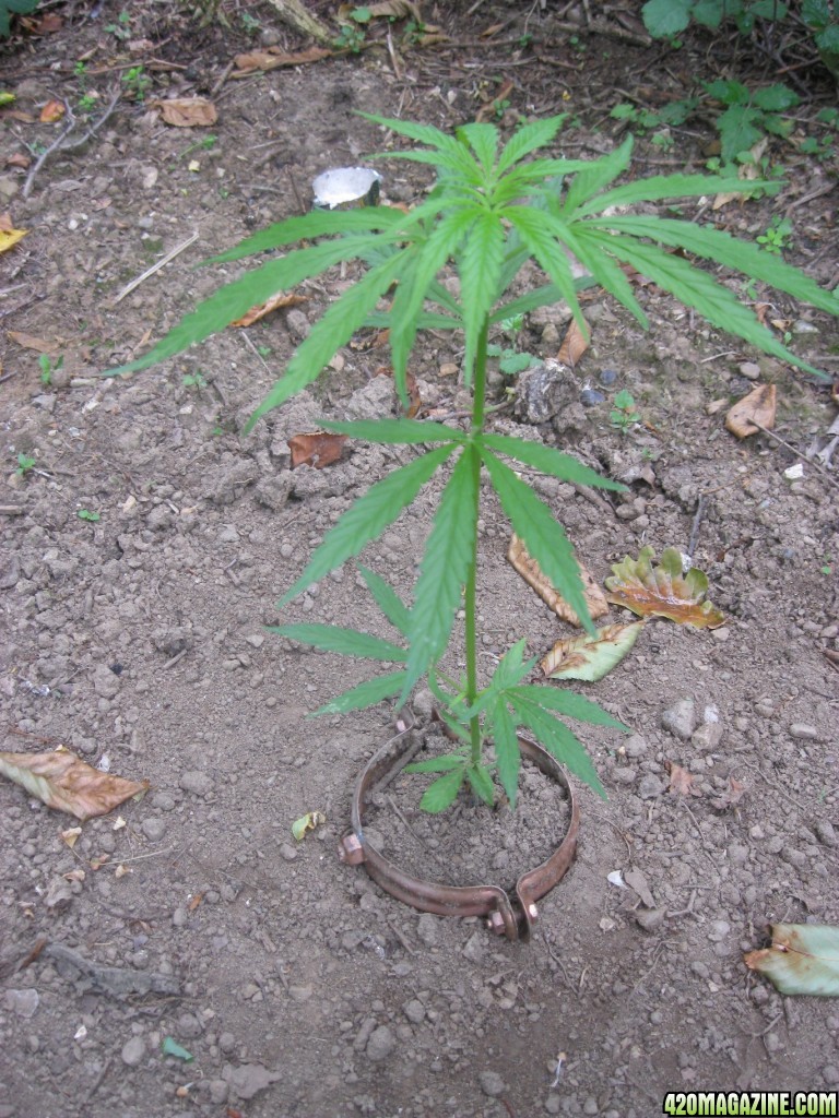 Outdoor plants / Middle veg / Guerilla / Italy