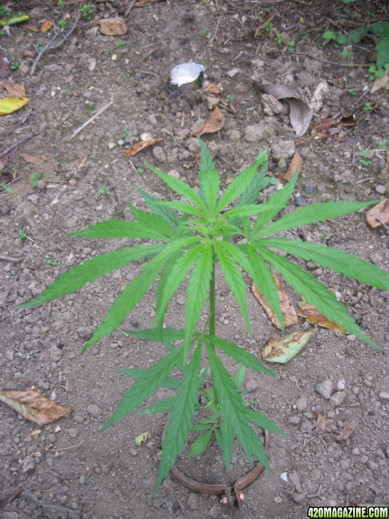 Outdoor plants / Middle veg / Guerilla / Italy