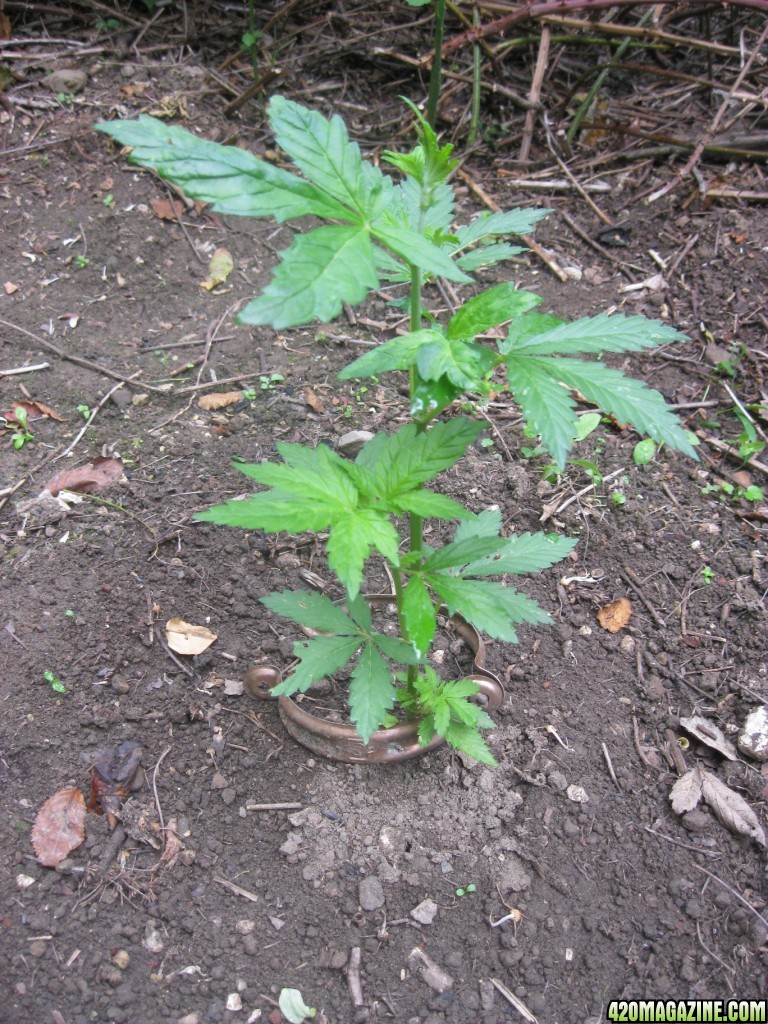 Outdoor plants / Middle veg / Guerilla / Italy