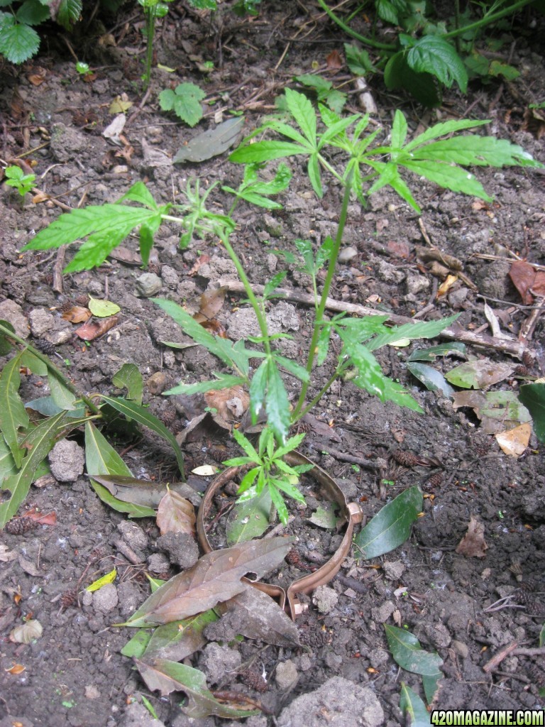 Outdoor plants / Middle veg / Guerilla / Italy